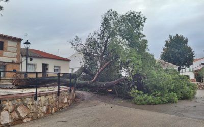 Información sobre la poda y tala de los árboles de la carretera de Villanueva de la Fuente